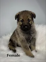 Karma, a female German Shepherd Dog for sale in Leesville, SC – Photo 1 of 8