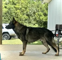 Karma, a female German Shepherd Dog for sale in Leesville, SC – Photo 6 of 8