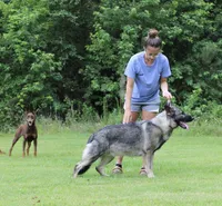 Karma, a female German Shepherd Dog for sale in Leesville, SC – Photo 8 of 8