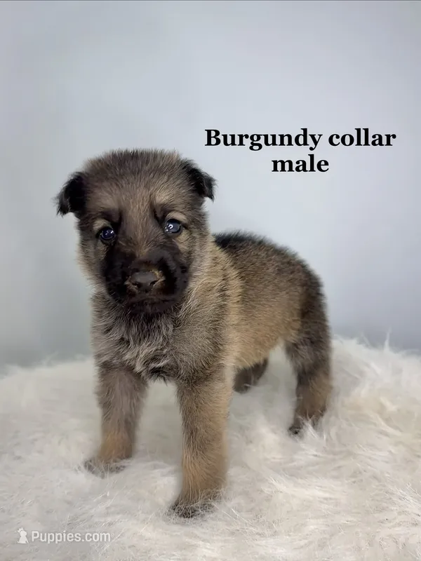 Colt  – German Shepherd Dog puppy for sale in Leesville, SC