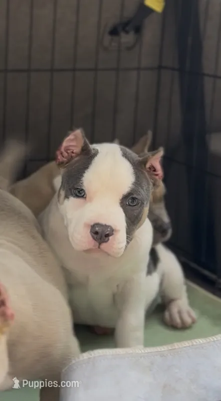 Princess  – American Bully puppy for sale in Leesville, SC