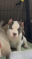 Princess , a female American Bully for sale in Leesville, SC – 1 of 2
