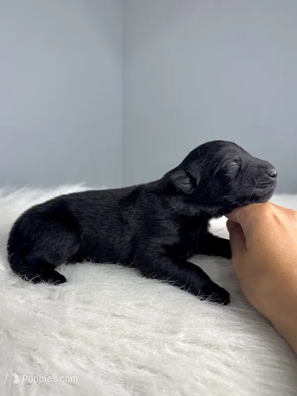 Boss – German Shepherd Dog puppy for sale in Leesville, SC
