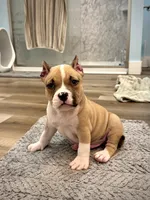 Tex , a male American Bully for sale in Leesville, SC – 3 of 5