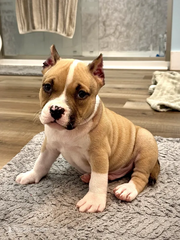 Jelly Roll – American Bully puppy for sale in Leesville, SC