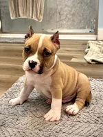 Jelly Roll, a male American Bully for sale in Leesville, SC – 1 of 4