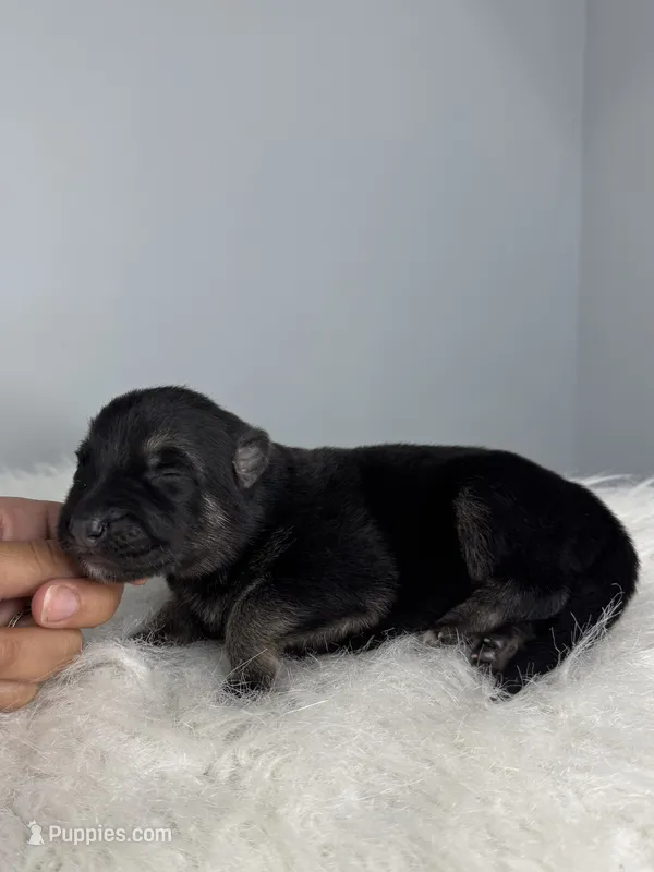 Bear – German Shepherd Dog puppy for sale in Leesville, SC