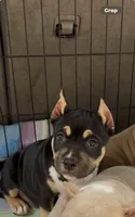 Beauty , a female American Bully for sale in Leesville, SC – 4 of 6