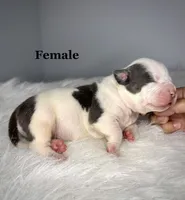 Infiniti, a female American Bully for sale in Leesville, SC – 2 of 4