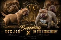 Cash  , a male American Bully for sale in Leesville, SC – 2 of 7