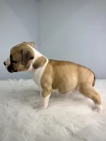 Lexus , a female American Bully for sale in Leesville, SC – 2 of 4