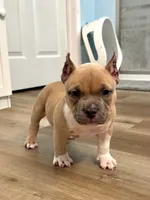 Mack , a male American Bully for sale in Leesville, SC – 3 of 3