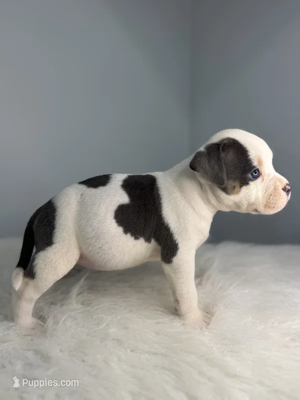 Infiniti – American Bully puppy for sale in Leesville, SC