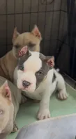 Princess , a female American Bully for sale in Leesville, SC – 2 of 2