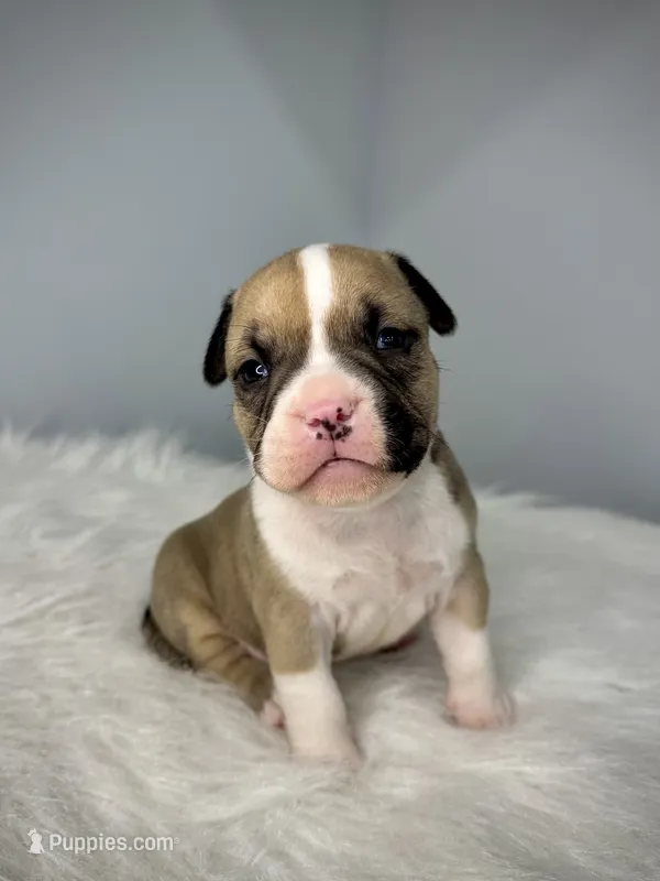 Bugatti  – American Bully puppy for sale in Leesville, SC