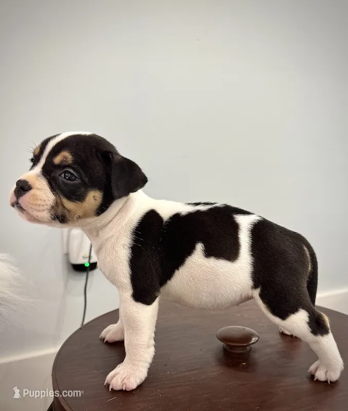 Mercedes  – American Bully puppy for sale in Leesville, SC