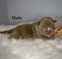 Cash  , a male American Bully for sale in Leesville, SC – 7 of 7