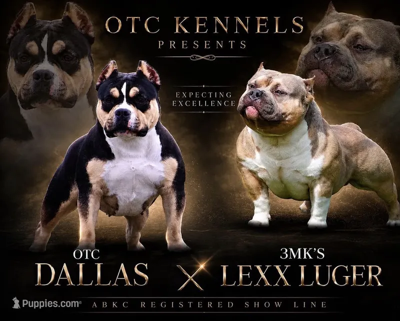 Haze – American Bully puppy for sale in Leesville, SC
