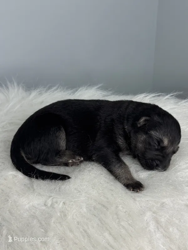 Koda  – German Shepherd Dog puppy for sale in Leesville, SC