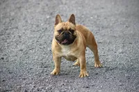 Forty , a male French Bulldog for sale in Leesville, SC – 2 of 2