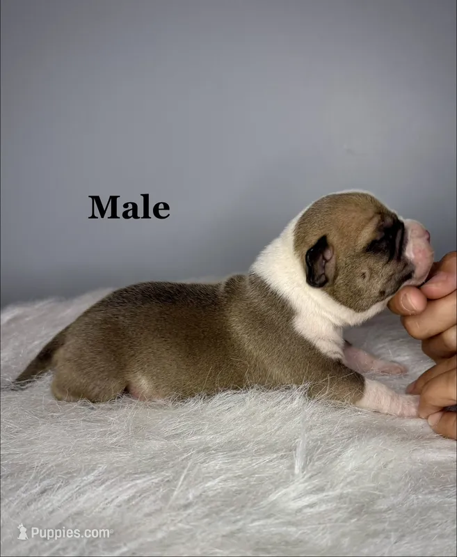 Bugatti  – American Bully puppy for sale in Leesville, SC