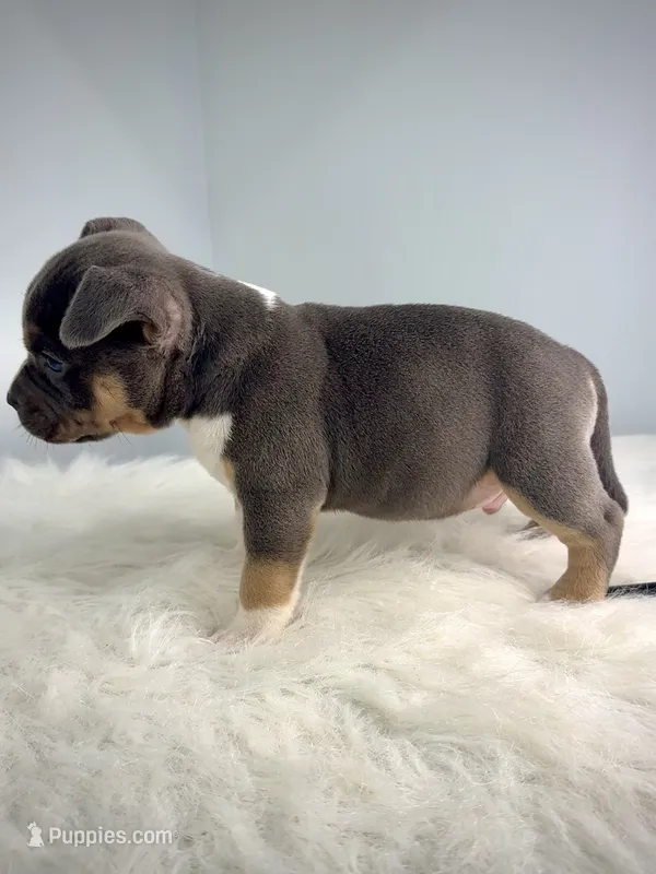 Hemi – American Bully puppy for sale in Leesville, SC