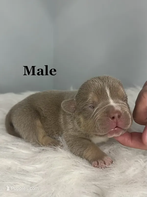Romeo  – American Bully puppy for sale in Leesville, SC