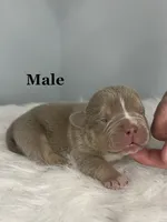 Romeo , a male American Bully for sale in Leesville, SC – 1 of 2