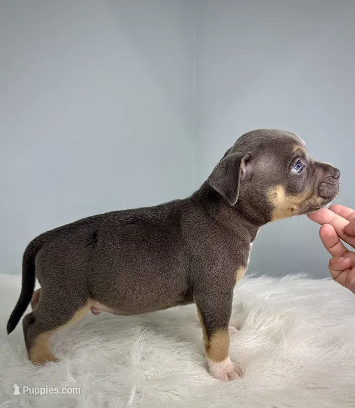 Maserati  – American Bully puppy for sale in Leesville, SC