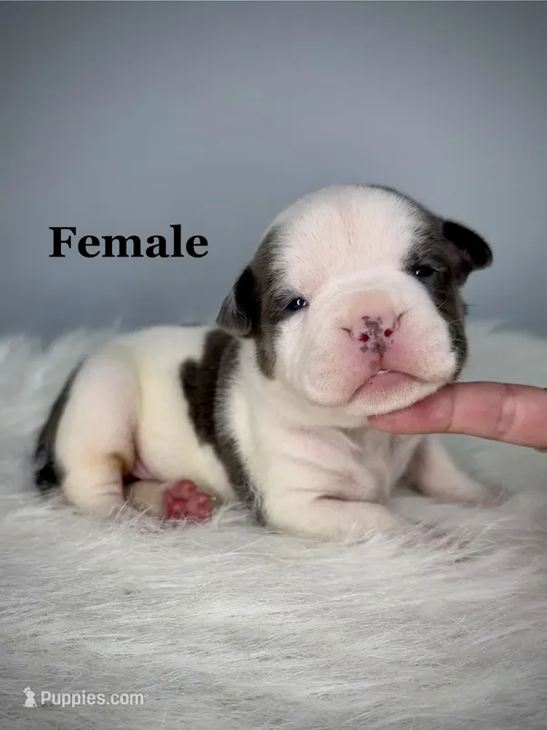 Infiniti – American Bully puppy for sale in Leesville, SC