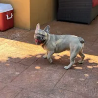 Peanut, a male French Bulldog for sale in Hollywood, FL – Photo 4 of 5