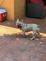 Peanut, a male French Bulldog for sale in Hollywood, FL – Photo 4 of 5