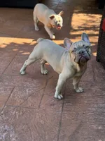 Peanut, a male French Bulldog for sale in Hollywood, FL – Photo 2 of 5