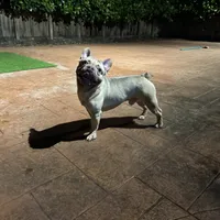Peanut, a male French Bulldog for sale in Hollywood, FL – Photo 1 of 5