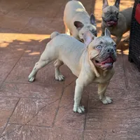 Peanut, a male French Bulldog for sale in Hollywood, FL – Photo 3 of 5