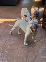 Peanut, a male French Bulldog for sale in Hollywood, FL – Photo 3 of 5