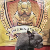 Versace, a male French Bulldog for sale in Hollywood, FL – Photo 4 of 9