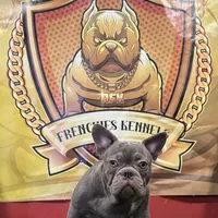 Versace, a male French Bulldog for sale in Hollywood, FL – Photo 5 of 9