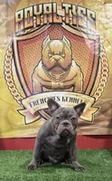 Versace, a male French Bulldog for sale in Hollywood, FL – Photo 5 of 9