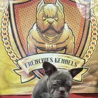 Versace, a male French Bulldog for sale in Hollywood, FL – Photo 8 of 9