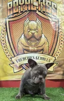 Versace, a male French Bulldog for sale in Hollywood, FL – Photo 8 of 9