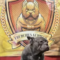 Versace, a male French Bulldog for sale in Hollywood, FL – Photo 6 of 9