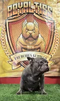Versace, a male French Bulldog for sale in Hollywood, FL – Photo 6 of 9
