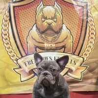 Versace, a male French Bulldog for sale in Hollywood, FL – Photo 1 of 9