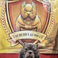 Versace, a male French Bulldog for sale in Hollywood, FL – Photo 7 of 9