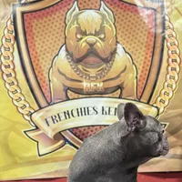 Versace, a male French Bulldog for sale in Hollywood, FL – Photo 9 of 9