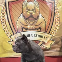 Versace, a male French Bulldog for sale in Hollywood, FL – Photo 3 of 9