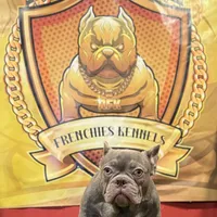 Versace, a male French Bulldog for sale in Hollywood, FL – Photo 2 of 9