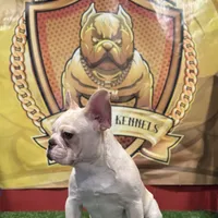 Marshmallow, a female French Bulldog for sale in Hollywood, FL – Photo 4 of 9