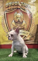 Marshmallow, a female French Bulldog for sale in Hollywood, FL – Photo 4 of 9